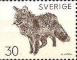 Red Fox (Vulpes vulpes)