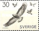 Golden Eagle (Aquila chrysaetus)