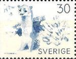 Stoat (Mustela erminea)
