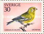 European Greenfinch (Carduelis chloris)