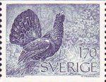 Western Capercaillie (Tetrao urogallus)