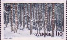 Winter forest scene