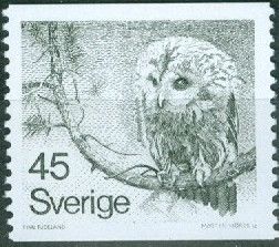 Tawny Owl (Strix aluco)
