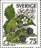 Rubus fruticans