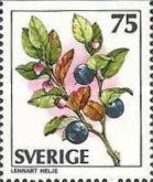 Vaccinium myrtillus
