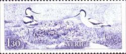 Pied Avocet (Recurvirostra avosetta)