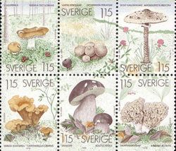 Macrolepiota procera
