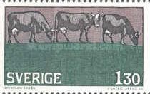 Cattle (Bos primigenius taurus)