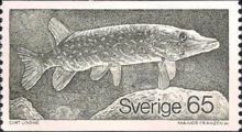 Northern Pike (Esox lucius)