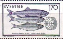 Age Determination - Atlantic Herring (Clupea harengus)