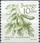 Norway Maple (Acer platanoides)