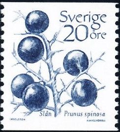 Blackthorn (Prunus spinosa)