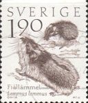 Norway Lemming (Lemmus lemmus)