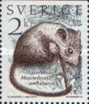Hazel Dormouse (Muscardinus avellanarius)