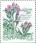 Field gentian (Gentianella campestris)