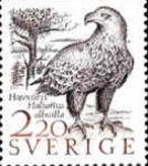 White-tailed Eagle (Haliaeetus albicilla)
