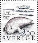Grey Seal (Halichoerus grypus)