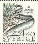 European Eel (Anguilla anguilla)