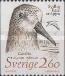 Dunlin (Calidris alpina ssp. schinzii)