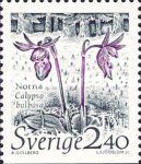 Calypso bulbosa