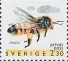 European Honey Bee (Apis mellifera)