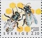 European Honey Bee (Apis mellifera)