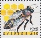 European Honey Bee (Apis mellifera)