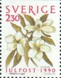 Christmas Rose (Helleborus niger)