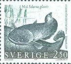 Wels Catfish (Silurus glanis)