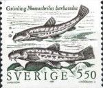 Stone Loach (Noemacheilus barbatulus)