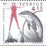 Common Bottlenose Dolphin (Tursiops truncatus)