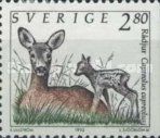 Western Roe Deer (Capreolus capreolus)