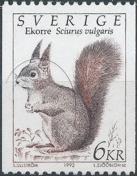 Eurasian Red Squirrel (Sciurus vulgaris)