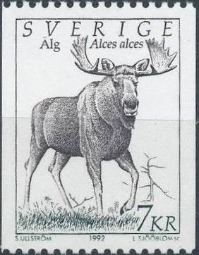Moose (Alces alces)