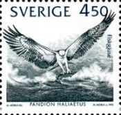 Osprey (Pandion haliaetus)