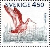 Black-tailed Godwit (Limosa limosa)