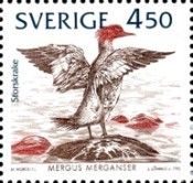 Common Merganser (Mergus merganser)