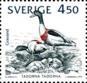 Common Shelduck (Tadorna tadorna)