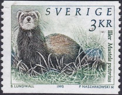 European Polecat (Mustela putorius)