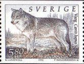 Wolf (Canis lupus)