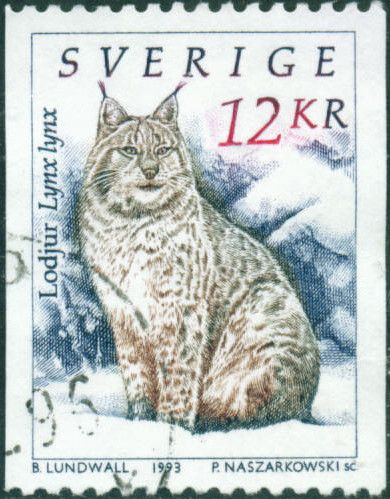 Eurasian Lynx (Lynx lynx)