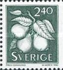 Common Pear (Pyrus communis)