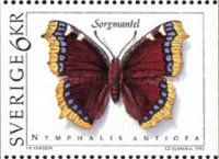 Camberwell Beauty (Nymphalis antiopa)
