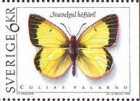 Moorland Clouded Yellow (Colias palaeno)