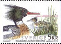 Red-breasted Merganser (Mergus serrator)
