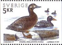 Velvet Scoter (Melanitta fusca)