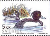 Tufted Duck (Aythya fuligula)