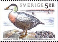 Common Eider (Somateria mollissima)