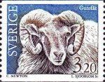 Gotland Sheep (Ovis ammon aries)