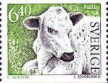 Fjäll Cattle (Bos primigenius taurus)
